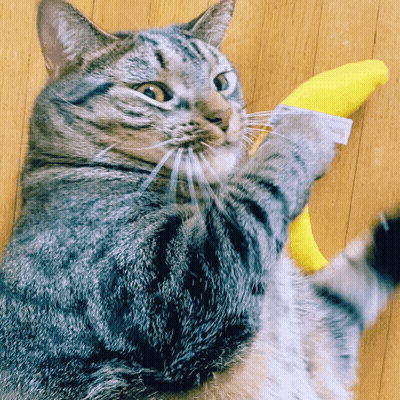 A Cat Laying On A Wooden Floor Holding A Yellow Toy GIF