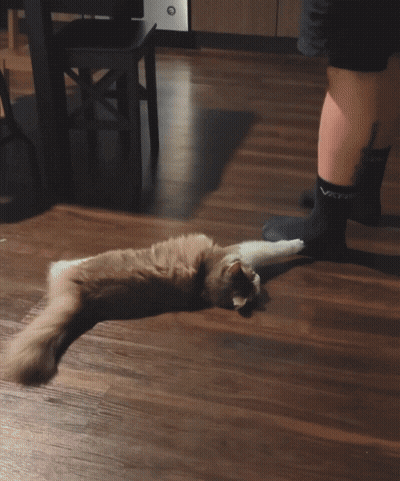 A Cat Laying On A Wooden Floor Next To A Person Wearing A Pair Of Socks That Say ' Socks ' GIF