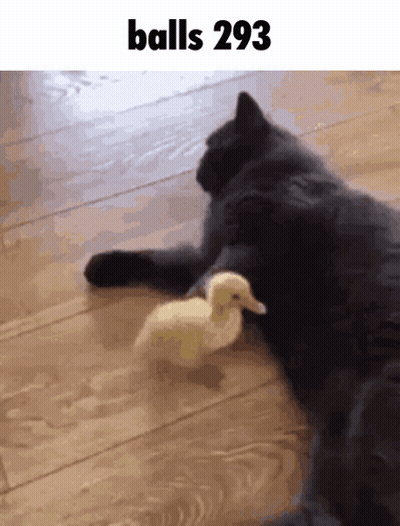 A Cat Laying On A Wooden Floor Playing With A Small Duck With The Words Balls 293 Above It GIF