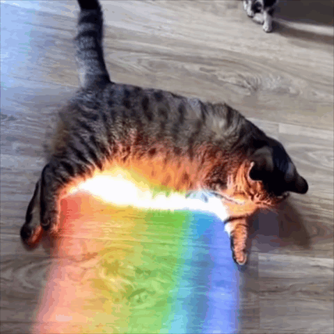 A Cat Laying On A Wooden Floor With A Rainbow In The Background GIF
