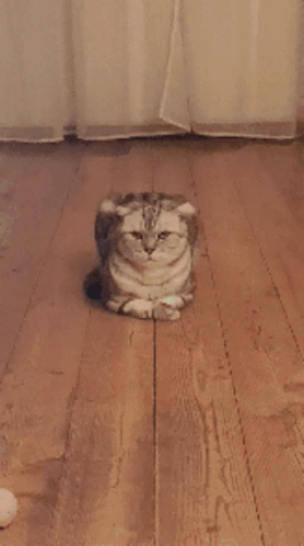 Cat Lying On Wooden Floor With Crossed Paws GIF
