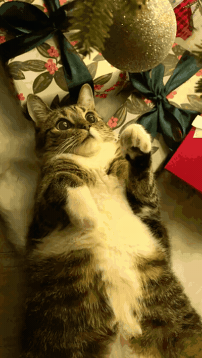 A Cat Laying On Its Back Next To A Christmas Tree GIF