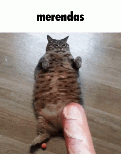 A Cat Laying On Its Back Next To A Large Sausage That Says Merendas GIF