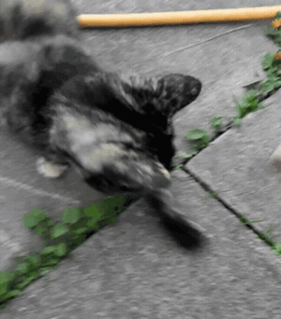 A Cat Laying On Its Back On A Sidewalk With A Yellow Stick In The Background GIF