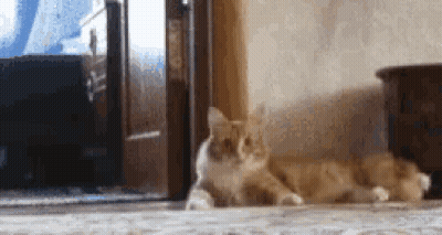 A Cat Laying On The Floor In Front Of A Door GIF