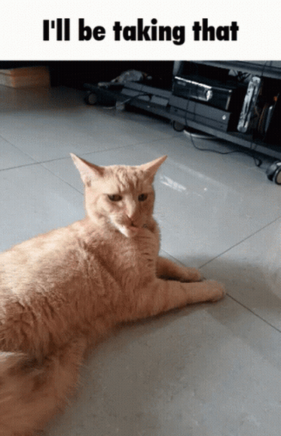 A Cat Laying On The Floor With The Caption I 'Ll Be Taking That Above It GIF