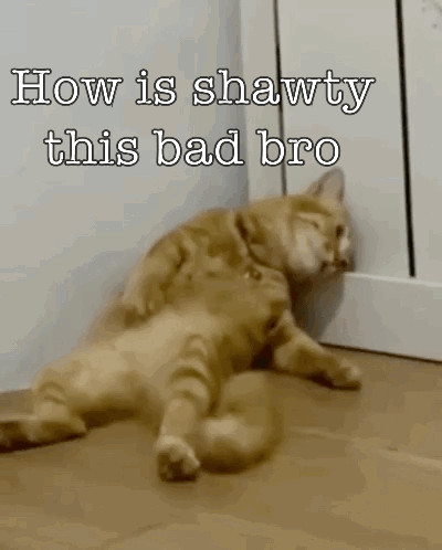 A Cat Laying On The Floor With The Words How Is Shawty This Bad Bro GIF