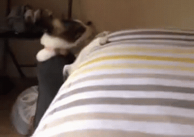 A Cat Laying On Top Of A Bed With A Striped Blanket GIF