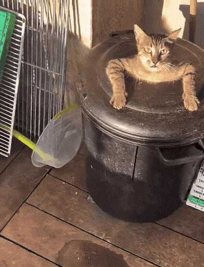 A Cat Laying On Top Of A Black Bucket With A Cage In The Background GIF