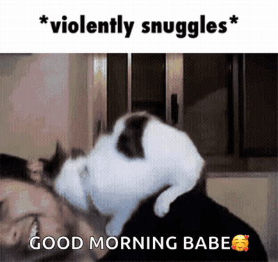 A Cat Laying On Top Of A Man 'S Head With The Words " Violently Snuggles " Above It GIF