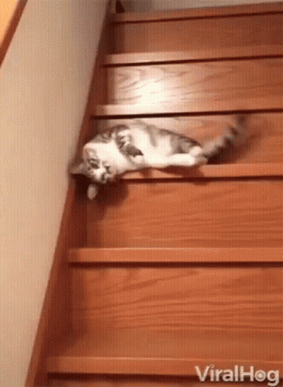 A Cat Laying On Top Of A Set Of Wooden Stairs GIF