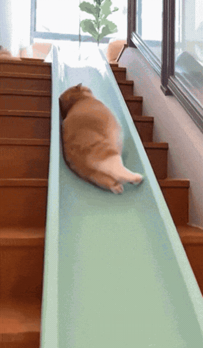 A Cat Laying On Top Of A Slide Going Down A Set Of Stairs GIF