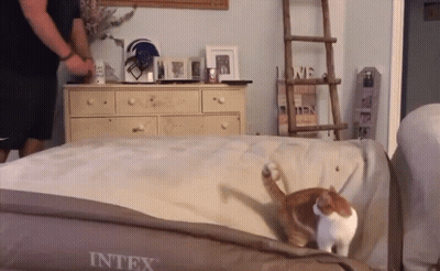 A Cat Laying On Top Of An Intex Bed GIF