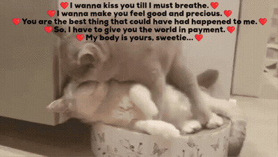 A Cat Laying On Top Of Another Cat With The Words I Wanna Kiss You Till I Must Breathe Written Above It GIF