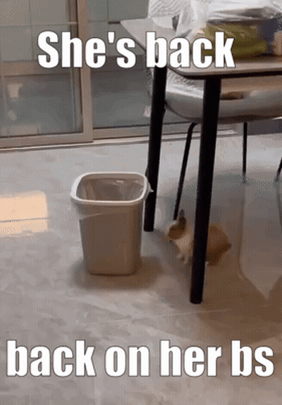 A Cat Laying Under A Table With The Words She 'S Back Back On Her Bs GIF