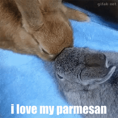 A Cat Licking A Rabbit 'S Nose With The Words " I Love My Parmesan " Below It GIF