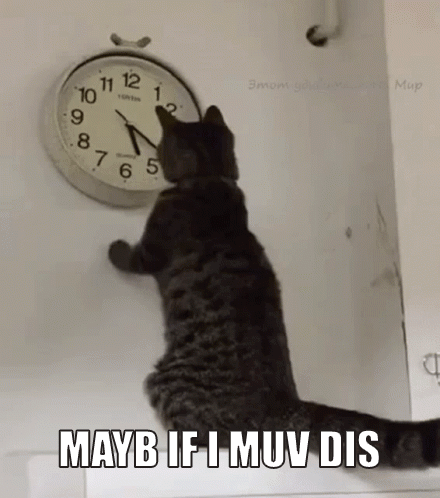 A Cat Looking At A Clock With The Words Maybe If I Muv Dis Below It GIF