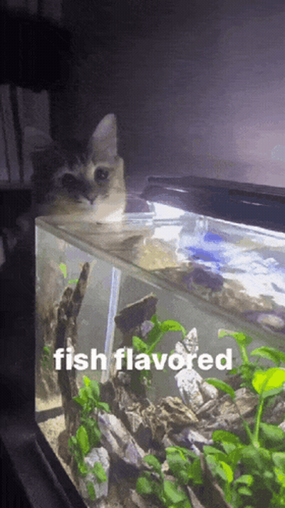 A Cat Looking At A Fish Tank With The Words Fish Flavored GIF