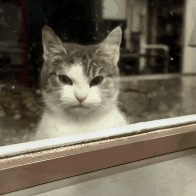 A Cat Looking Out A Window With A Serious Look On His Face GIF