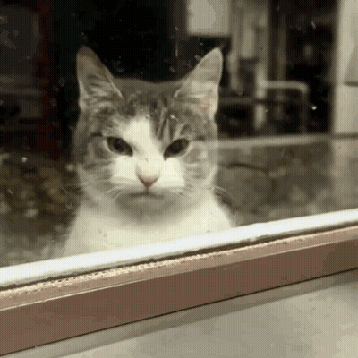A Cat Looking Out A Window With A Serious Look On His Face GIF