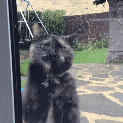 A Cat Looking Out A Window With A Swing Set In The Backyard GIF