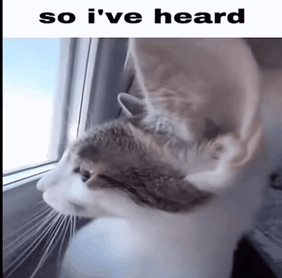 A Cat Looking Out A Window With The Words So I 'Ve Heard Above It GIF