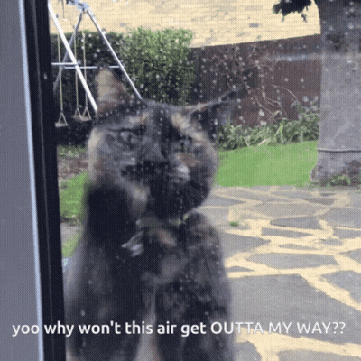 A Cat Looking Out A Window With The Words " Yoo Why Won 'T This Air Get Outta My Way " Below It GIF