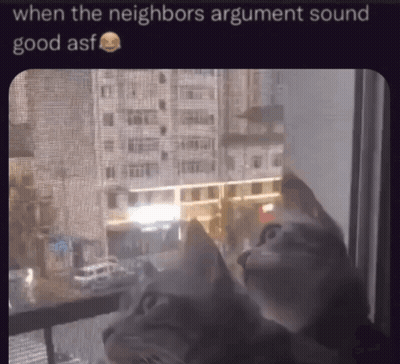 A Cat Looking Out Of A Window With A Caption That Says When The Neighbors Argument Sound Good Asf GIF