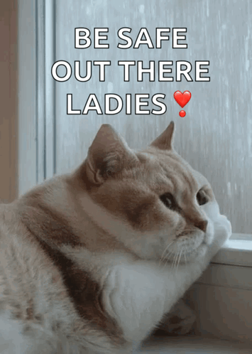 A Cat Looking Out Of A Window With The Words Be Safe Out There Ladies GIF