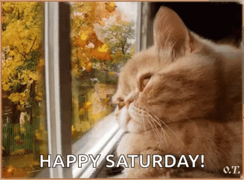 A Cat Looking Out Of A Window With The Words Happy Saturday Written Below It GIF