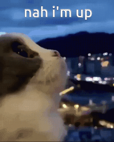 A Cat Looking Up With The Words Nah I 'M Up Written Above It GIF