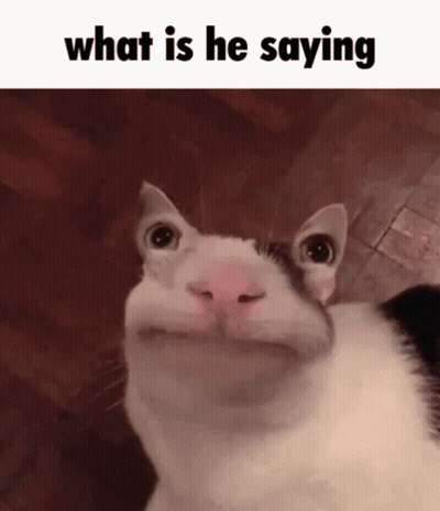 A Cat Making A Funny Face With The Words What Is He Saying Above It GIF