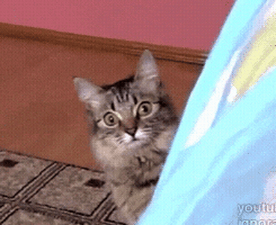 A Cat Peeking Out From Behind A Blue Curtain With Youtube Written On The Bottom GIF
