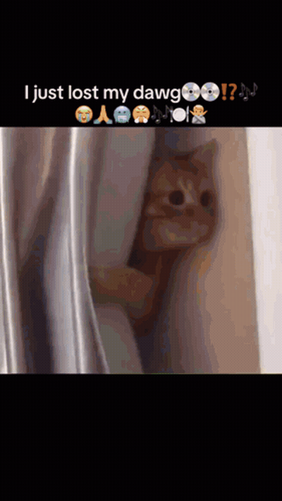 A Cat Peeking Out From Behind A Curtain With The Caption I Just Lost My Dawg ! GIF