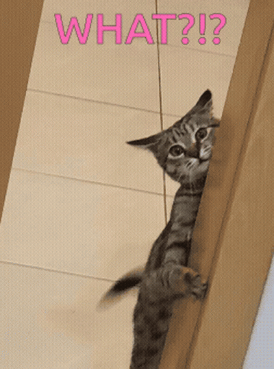 A Cat Peeking Out From Behind A Door With The Words What Written On The Bottom GIF
