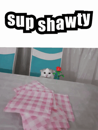 A Cat Peeking Out From Behind A Stack Of Pink Plaid Napkins With The Word Supshawty Above It GIF