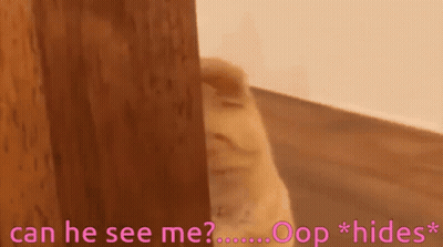 A Cat Peeking Out From Behind A Wooden Door With The Words Can He See Me Ooops * Hides * Below It GIF