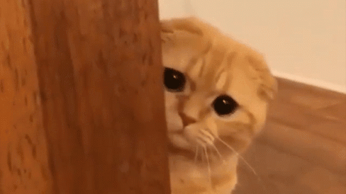 A Cat Peeking Out From Behind A Wooden Wall . GIF