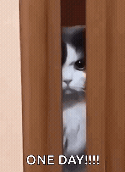 A Cat Peeking Out Of A Door With The Words One Day !!! Below It GIF
