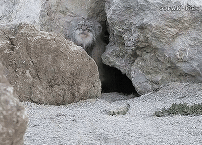 A Cat Peeking Out Of A Hole In The Rocks With Gifak.net Written On The Bottom Right GIF