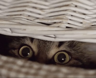 A Cat Peeking Out Of A Wicker Basket With Its Eyes Wide Open GIF