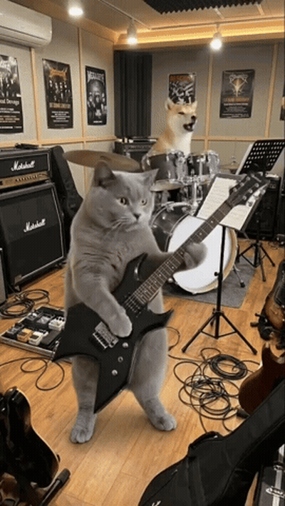 A Cat Playing A Guitar And A Dog Playing Drums In A Room With A Marshall Amplifier GIF
