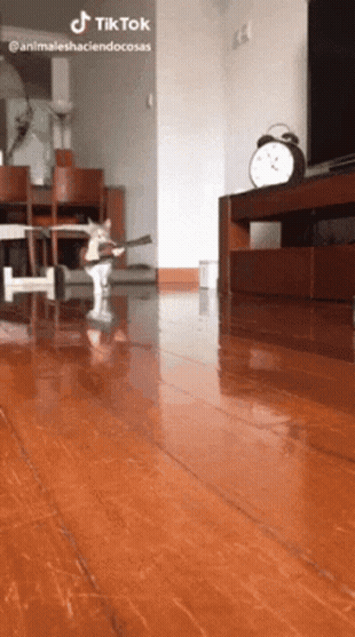 A Cat Playing A Guitar In A Living Room With A Tik Tok Watermark GIF
