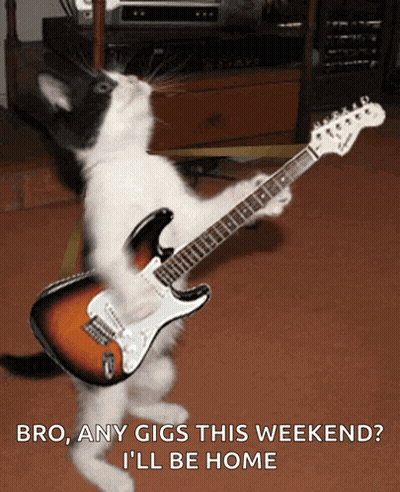 A Cat Playing An Electric Guitar With The Words Bro Any Gigs This Weekend I 'Ll Be Home GIF