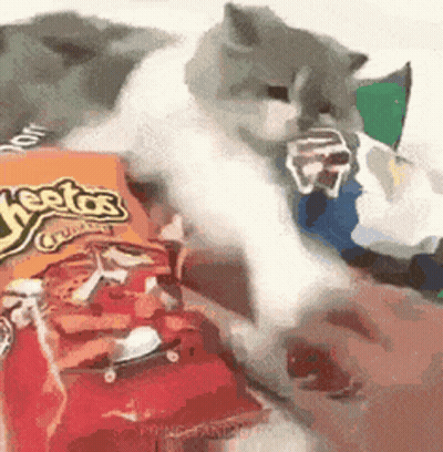 A Cat Playing With A Bag Of Cheetos GIF