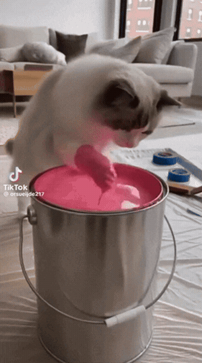 A Cat Playing With A Bucket Of Pink Paint GIF