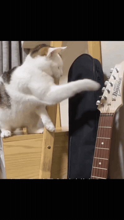 A Cat Playing With A Guitar That Says Ibanez GIF