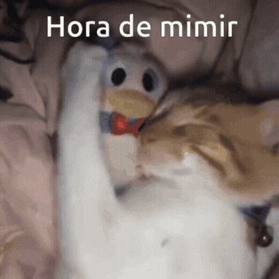 A Cat Playing With A Stuffed Animal That Says Hora De Mimir On It GIF