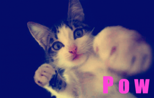 A Cat 'S Paw Is Shown With The Word Pow In Pink GIF