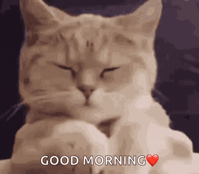 A Cat Says Good Morning With A Heart In The Corner GIF